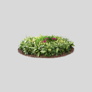 Indoor & Outdoor Plants