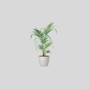 Pots & Planters